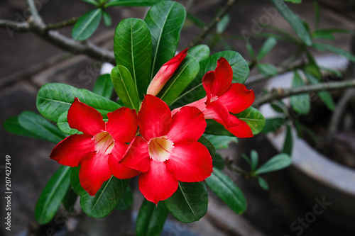 Adenium red flower © Staisy Sanday