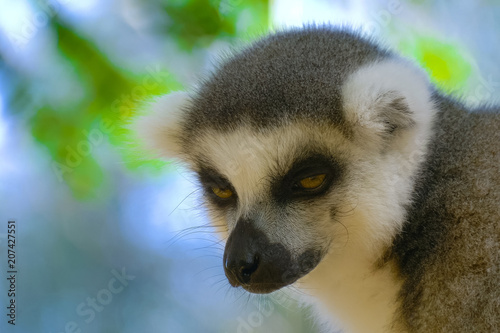 Fototapeta Naklejka Na Ścianę i Meble -  Lemur Close up in Madagascar. Portrait of ring-tailed lemur catta. Lemur catta in the natural habitat.