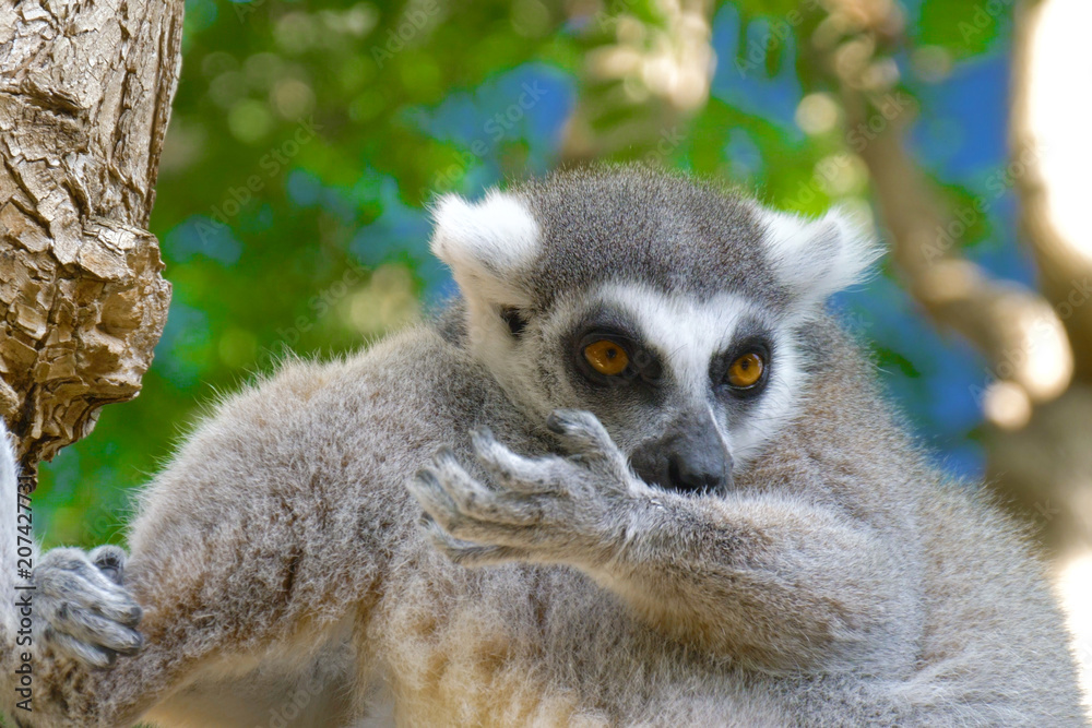 Fototapeta premium Lemur licks his paw. Ring tailed Lemur close up. Lemur catta in the natural habitat.