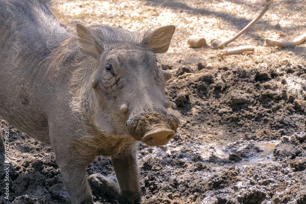 Warthog is digging the earth in the African savannah, spreading the soil in different directions. African Wild Pig - Warthog. Wild African Warthogs rooting for food. Warthog is digging the earth in the African savannah, spreading the soil in different directions. African Wild Pig - Warthog. Wild African Warthogs rooting for food.