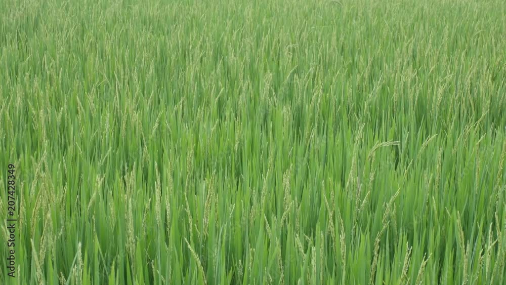 rice in the paddy field shaking with wind rice in the paddy field shaking with wind
