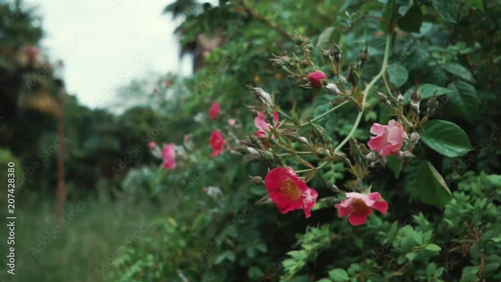 Close up shot of a beautiful pink wild flowers growing on a tree in a garden. Blossoming buds. Exotic nature. Close up shot of a beautiful pink wild flowers growing on a tree in a garden. Blossoming buds. Exotic nature.