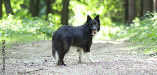 border collie