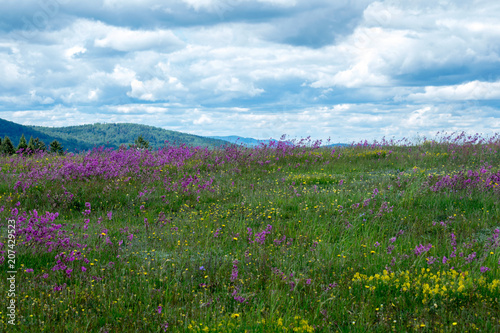 Flowers on a meadow as a background