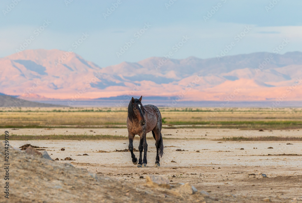 Wild horse Stallion in the Utah Desert Wild horse Stallion in the Utah Desert