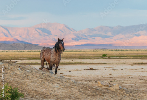 Wild horse Stallion in the Utah Desert