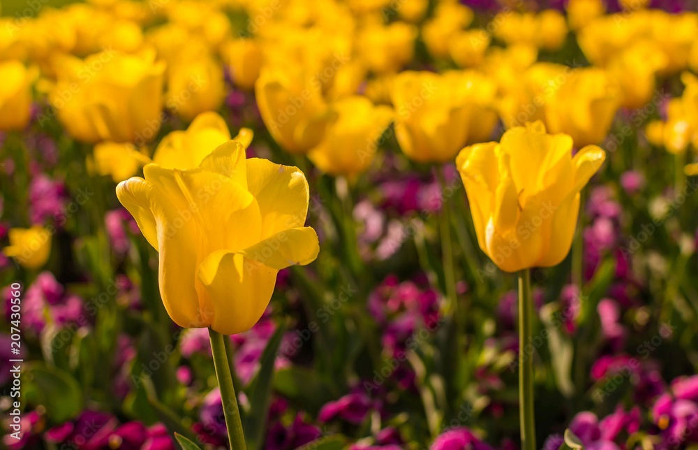 Yellow tulip on soft field background