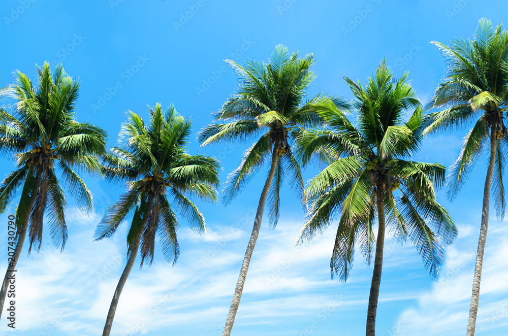 Palm trees on the background blue sky.Vacation holiday background. Palm trees on the background blue sky.Vacation holiday background.