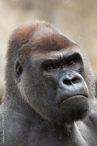 Fototapeta Naklejka Na Ścianę i Meble -  Silverback gorilla portrait