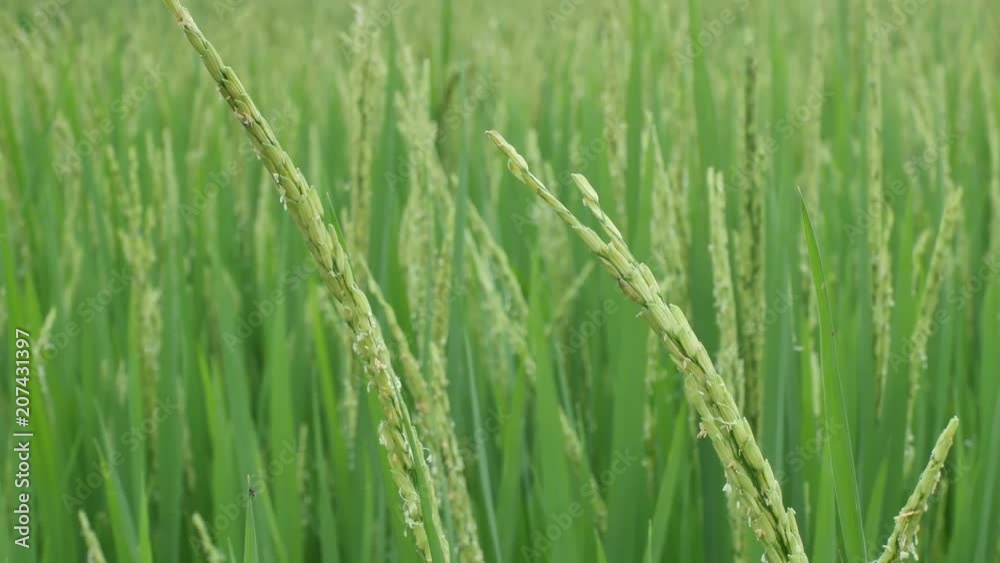 rice panicle with young flowers shaking with wind rice panicle with young flowers shaking with wind