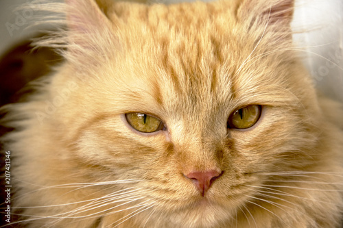 Beautiful ginger cat face close up