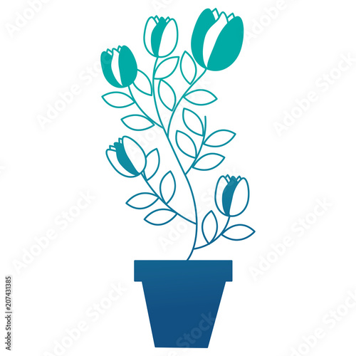 potted plant flowers tulip decoration vector illustration