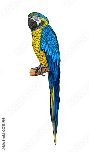 Hand-drawn blue-yellow parrot ara on a branch. Vector illustration.