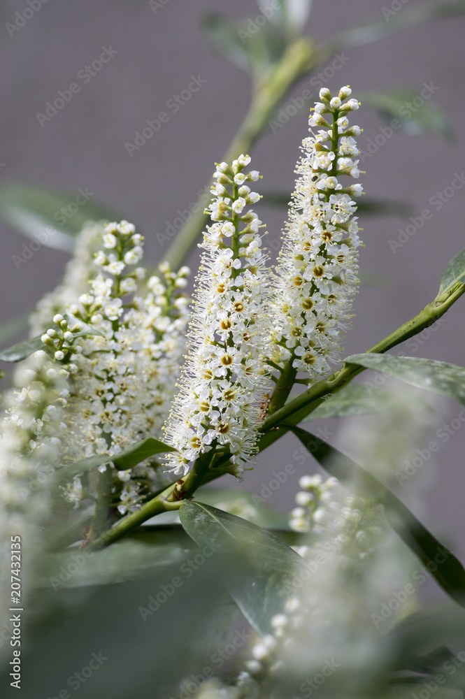 Fototapeta premium Prunus laurocerasus shrub in bloom with group of small white flowers