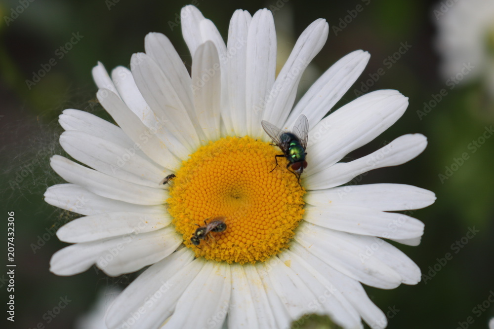 Obraz premium flowers, white, plants, petals, yellow, insects, flies, summer, chamomile