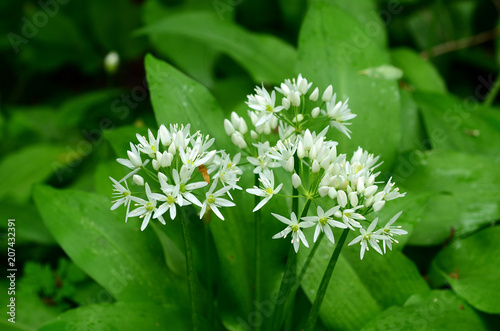 Baerlauch, Allium ursinum, Bluete Nahansicht