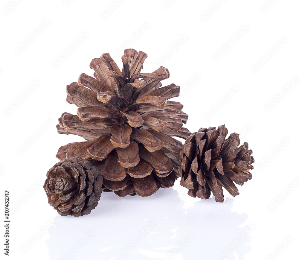 set of various pine cone trees isolated on white background
