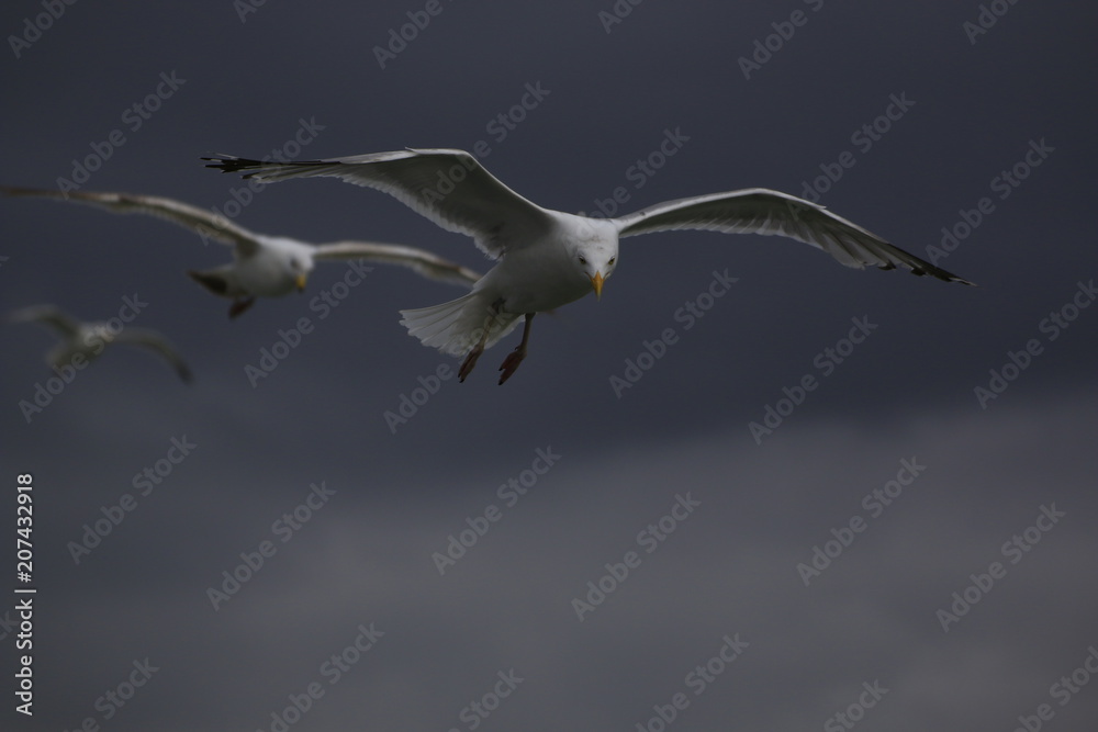 Fototapeta premium Möwe im Flug