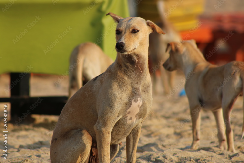 animals, dogs, beach, pet, beige, ears, paws, flock, summer, day, Sunny, beach, sand, India, Goa