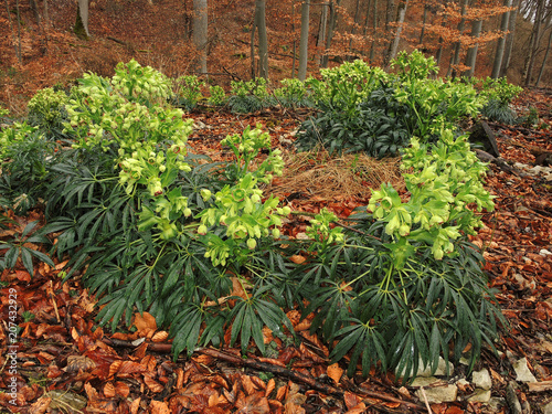 Stinkende Nieswurz, Helleborus foetidus, photo