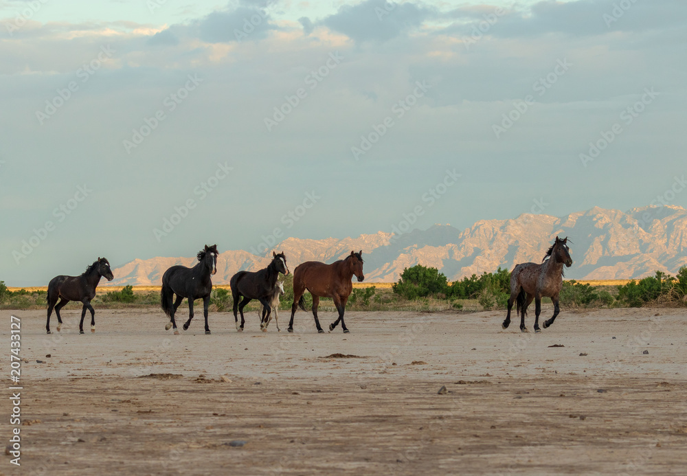 Herd of Wild Horses in the Desert