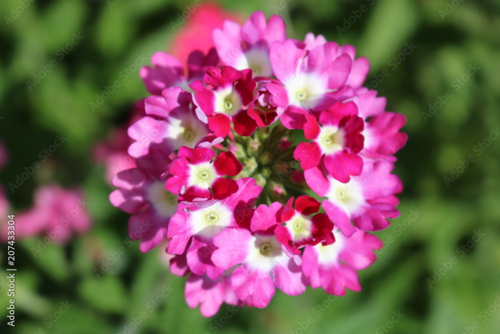 flowers, pink, garden, flower garden, plants, petals, green, flower bed, summer, Sunny, day flowers, pink, garden, flower garden, plants, petals, green, flower bed, summer, Sunny, day