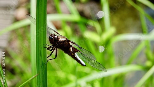 Libelle am Teich, Insekt Nahaufnahme