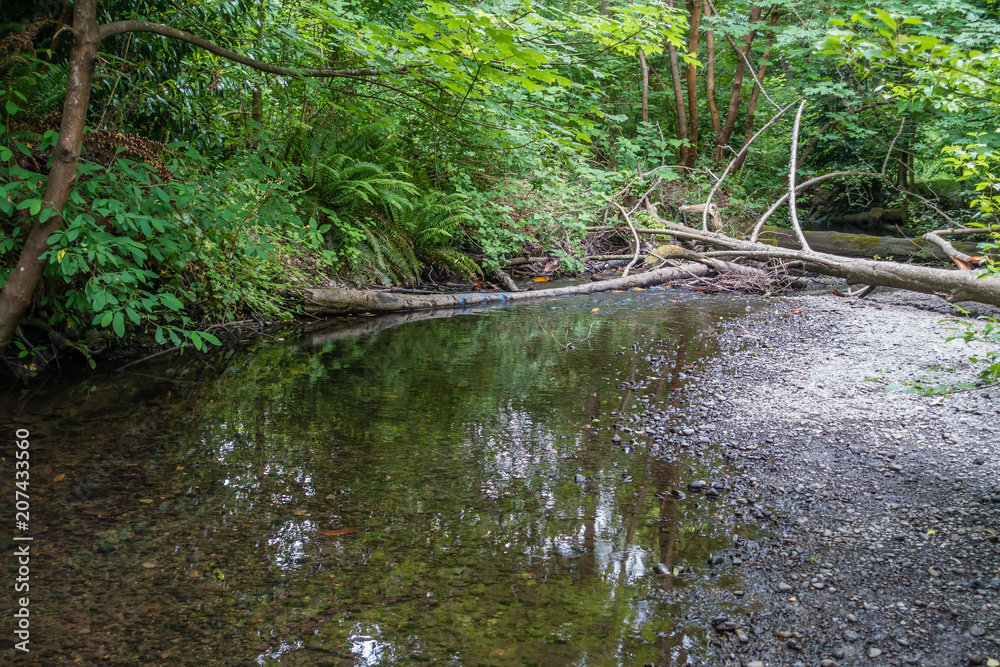 Des Moines Creek Logjam Des Moines Creek Logjam