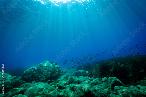 seabed in the Mediterranea Sea © Pinosub