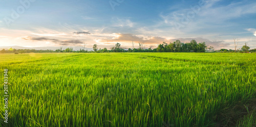 Landscape of rice and rice seed in the farm with beautiful blue sky