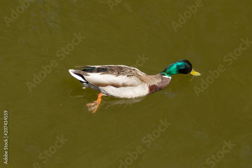 Male Mallard Duck Spreading Wings in Water