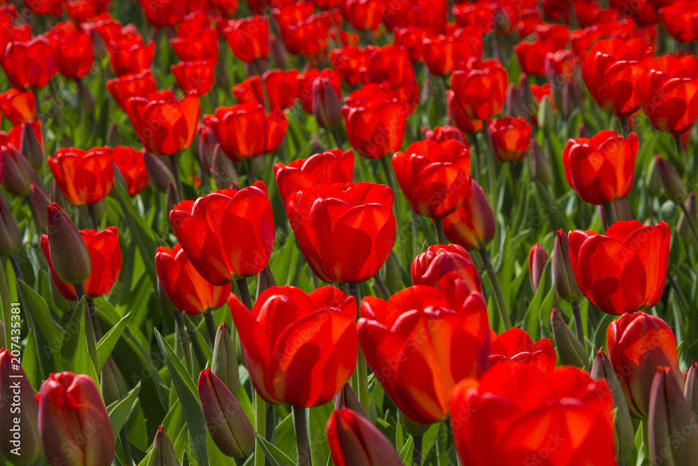 red tulips