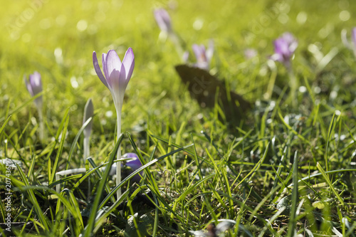 Fototapeta Naklejka Na Ścianę i Meble -  Detail of blurry crocus in forest at dusk.