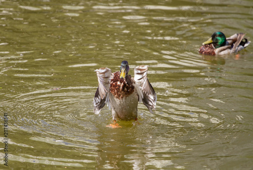 Male Mallard Duck Spreading Wings in Water © leedsn