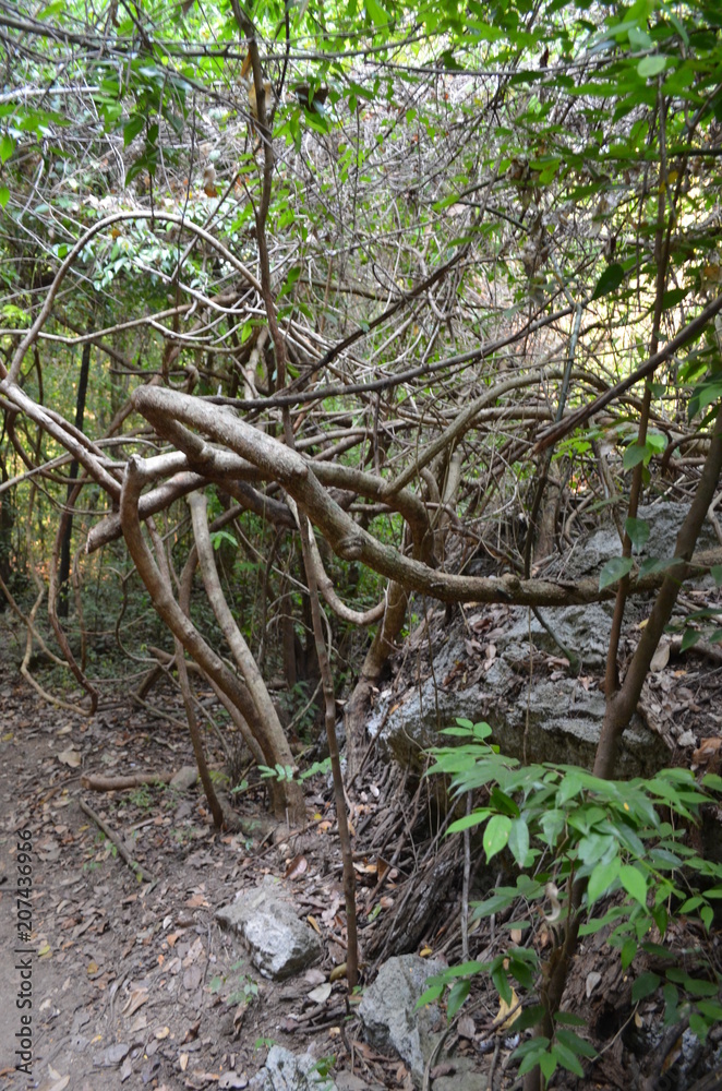 Obraz premium forest