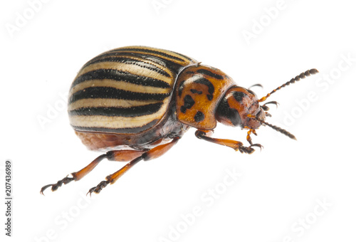 The Colorado potato beetle (Leptinotarsa decemlineata) -  pest of potatoes and tomatoes © Vera Kuttelvaserova