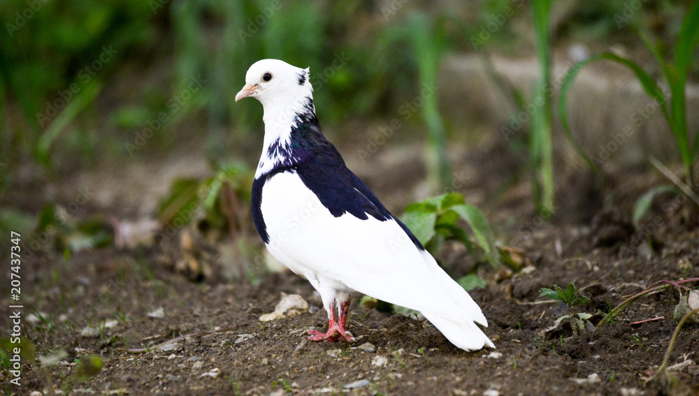 pigeon bird on the backyard vegetable garden pigeon bird on the backyard vegetable garden