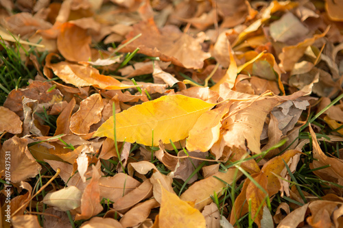 Fall Leaves