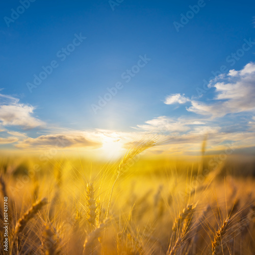 closeup golden summer wheat field at the sunset