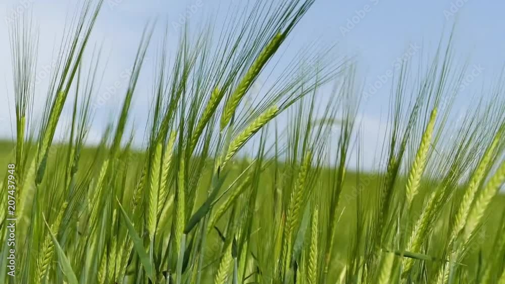barley fields, barley ears swinging with the wind,
barley fields, barley ears swinging with the wind,