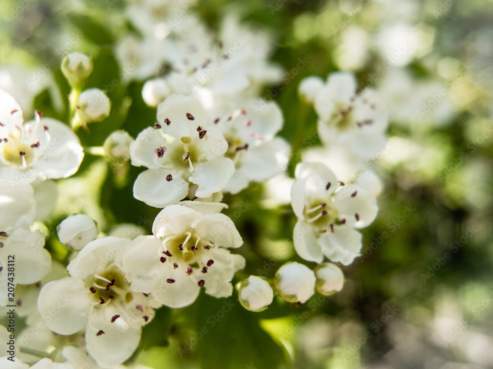 Obraz premium Beautiful soft white tree flower