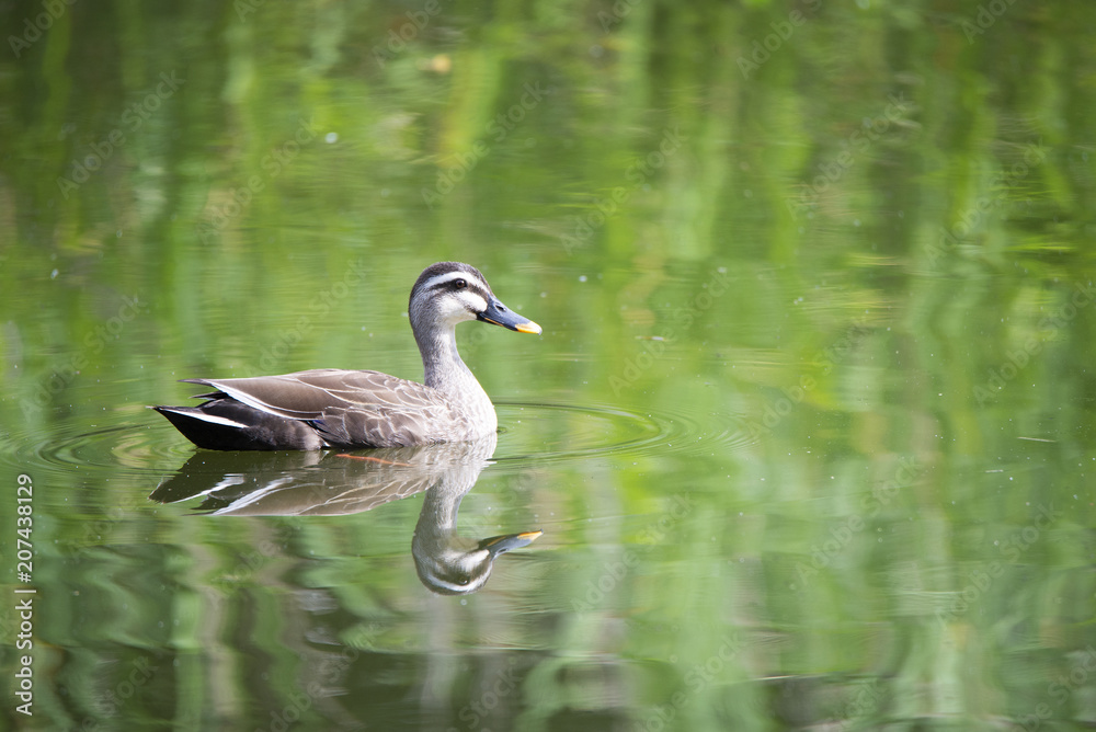 Spot billed duck swims on the green pond in early summer.
