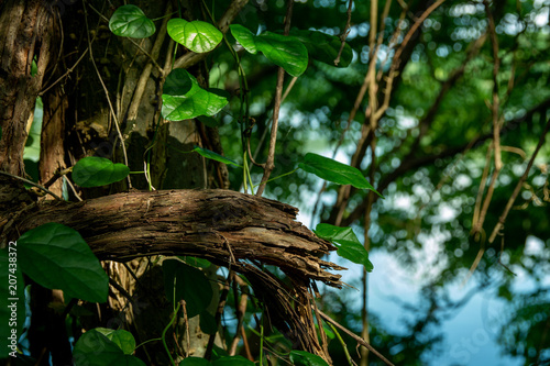Close Up of Broken Jungle Tree Branch