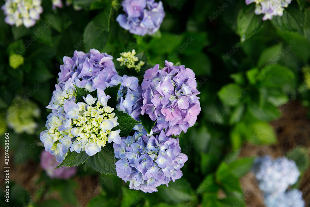Spring Blooming of hydrangea Plant bush in garden Spring Blooming of hydrangea Plant bush in garden