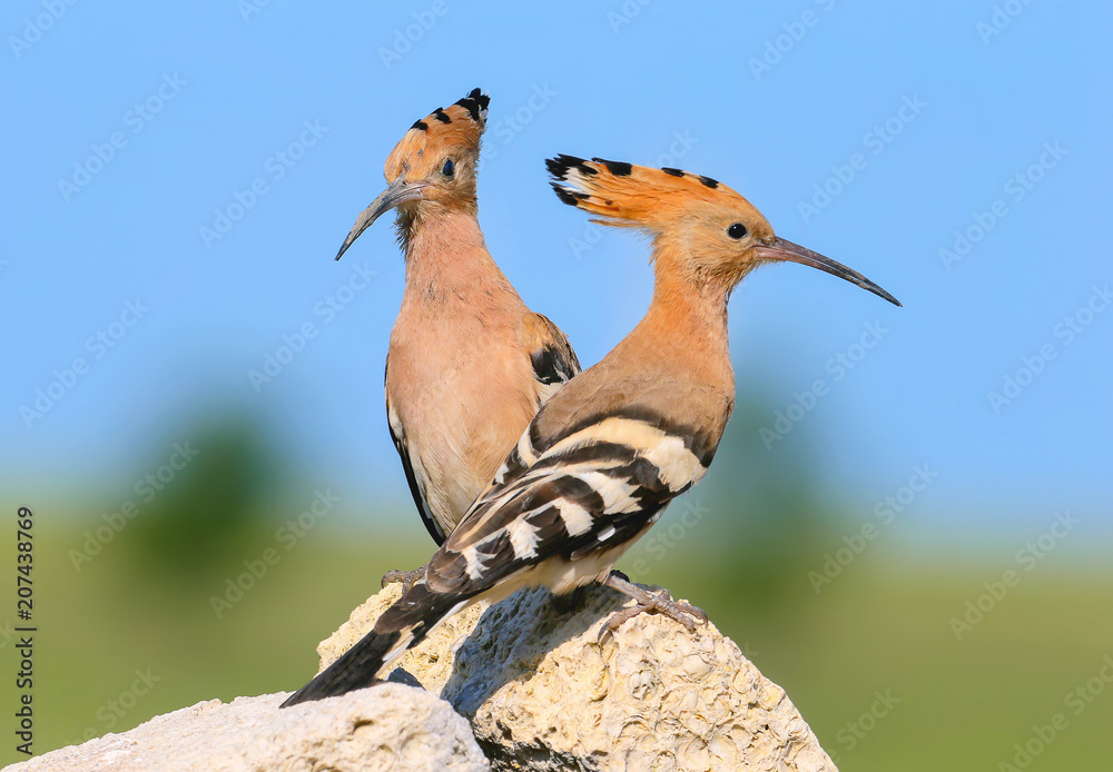 Extra close up and detailed photo of a hoopoe pair sits on a stone on blurred background. Extra close up and detailed photo of a hoopoe pair sits on a stone on blurred background.