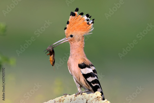 Extra close up and detailed photo of a hoopoe female with an European mole cricket in its beak sits on a stone on blurred background.