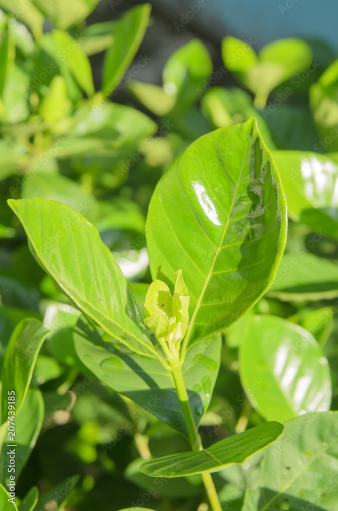 Obraz premium Green plant leaves