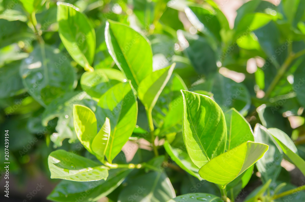 Green plant leaves Green plant leaves