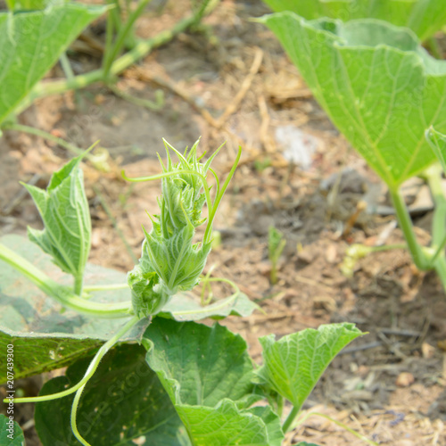 Vine of benincasa hispida photo