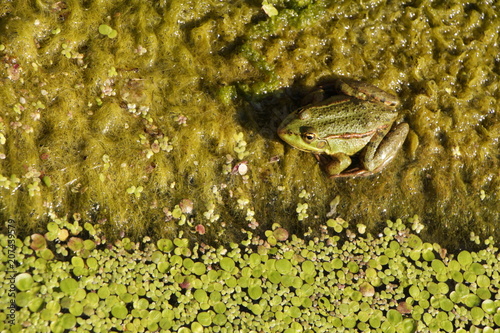 Лягушка сидит на поверхности у воды